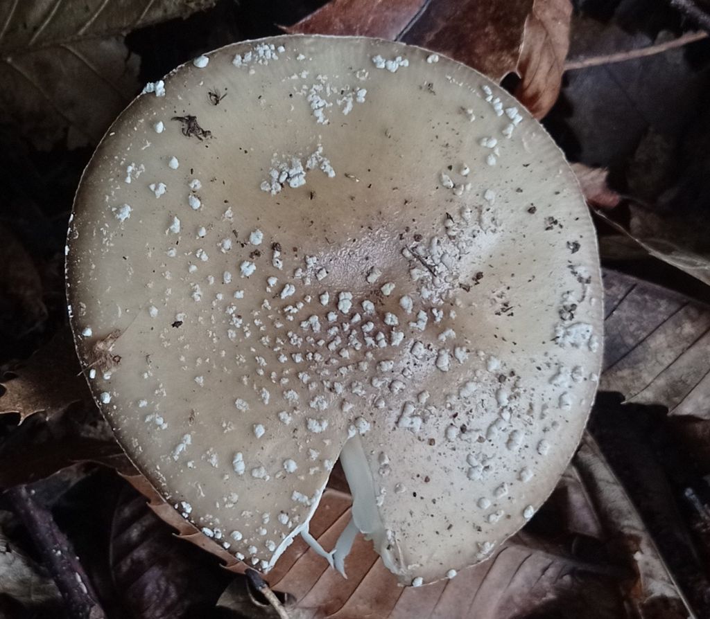 Amanita pantherina